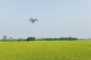 Núi Thành: Phun thuốc trừ đạo ôn cho cây lúa bằng công nghệ bay không người lái