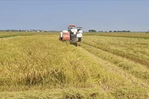 Quảng Nam hỗ trợ liên kết sản xuất nông nghiệp theo chuỗi