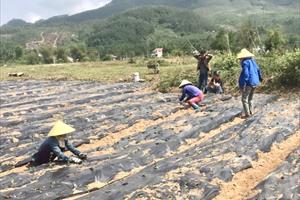 Phân bổ 400 triệu đồng hỗ trợ trồng cây dược liệu tại huyện Nông Sơn