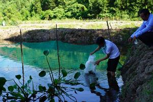 Hiệu quả nuôi cá rô đầu vuông kết hợp trồng sen tại Nông Sơn