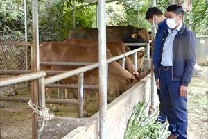 Tích cực phòng, chống dịch bệnh trên vật nuôi tại Quảng Nam