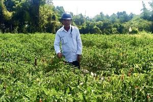 Đẩy mạnh chuyển đổi cây trồng chủ lực ở Phú Ninh