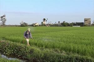 Hơn 180ha lúa ở Thăng Bình bị chuột và sâu bệnh gây hại