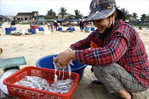 Ngư dân Quảng Nam khai thác mực đi đôi với bảo vệ nguồn lợi