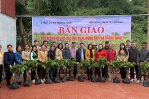 Hội Nông dân TP. Lào Cai hỗ trợ 4.300 cây ổi giống cho nông dân