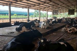 Một số biện pháp chống nóng cho bò sữa