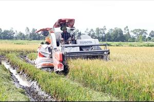Những vấn đề cần tháo gỡ trong sản xuất lúa hữu cơ ở Hà Nam