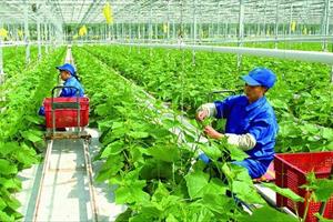 Hà Nội sẽ phát triển nông nghiệp công nghệ cao gắn với công nghiệp chế biến