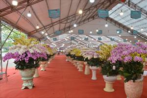 Long Biên: Chợ hoa Xuân vắng khách, người bán hoa, cây cảnh 