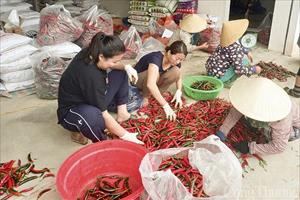Giá ớt tăng cao, nông dân Nghệ An, Quảng Ngãi thu lãi lớn