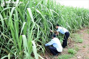 Giá đường tăng, nông dân Nghệ An “bám” cây mía