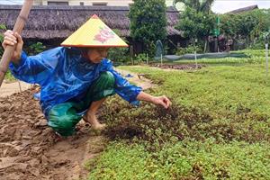 Quảng Nam mưa lớn làm thiệt hại nhiều rau màu