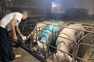 Chăn nuôi lợn gặp khó do giá bán thấp, dịch bệnh quay trở lại