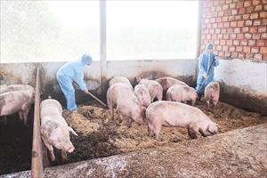 Nuôi lợn an toàn sinh học, hướng đi mới cho người chăn nuôi ở Quảng Bình