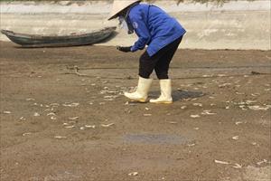 Ô nhiễm môi trường, dịch bệnh khiến tôm chết hàng loạt ở các tỉnh miền Trung