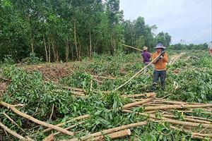 Phú Yên: Giá keo tăng mạnh, người dân đổ xô trồng