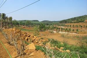 Đất trồng cây lâu năm ở xã Sơn Long dần biến thành khu du lịch sinh thái trái phép