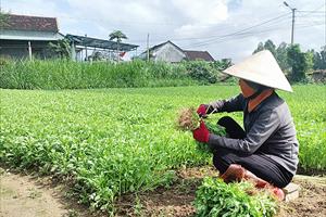 Làng rau Thuận Nghĩa trồng theo tiêu chuẩn VietGAP