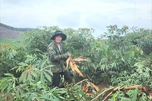 Năng suất sắn ước đạt 21 tấn/ha, nông dân Phú Yên phấn khởi