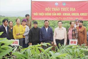 Hướng đến sản xuất đại trà loại sắn kháng bệnh khảm lá