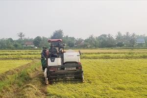Phú Yên thông qua nghị quyết danh mục dự án chuyển mục đích sử dụng đất trồng lúa