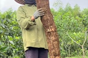 Nông dân Phú Yên đào được củ sắn nặng 15kg