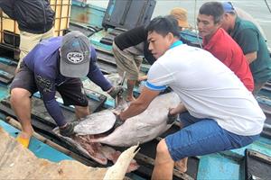 Ngư dân Phú Yên câu được con cá ngừ nặng gần 100kg