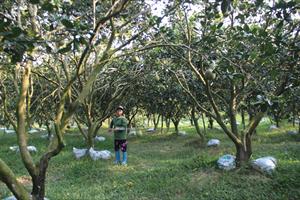Để vùng cây ăn quả Xuân Hồng phát triển bền vững: Cần tổ chức lại sản xuất