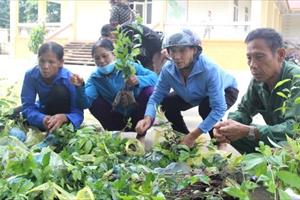 Hỗ trợ vật tư trồng cây dược liệu cho 80 hộ nghèo, cận nghèo ở huyện Bá Thước