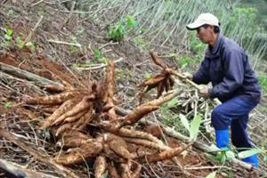 Sắn, cây giảm nghèo cho người dân huyện Mường Lát