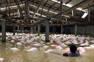 Thanh Hóa: Xót xa hàng nghìn con lợn chết trong lũ