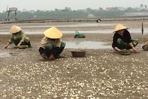 Thanh Hóa: Hơn 8,6 tỷ đồng hỗ trợ người nuôi ngao bị thiệt hại