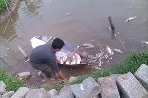 Hà Nam: Dân nghèo khóc ròng vì ao cá bị kẻ gian phá hoại
