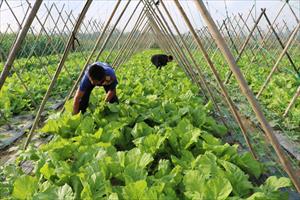 Nông dân Nghệ An tập trung sản xuất rau màu phục vụ Tết