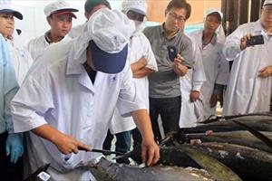 Cá ngừ Việt Nam bị áp thuế cao tại thị trường Nhật Bản