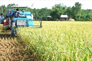Giá lúa tăng nhưng năng suất kém nên nông dân lãi ít
