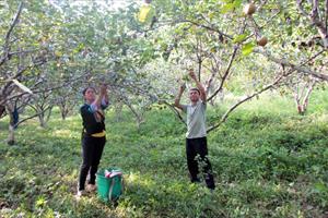 Những vườn cây ăn quả giúp nông dân làm giàu ở Tây Bắc