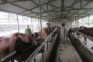 Nông dân Hưng Yên thu nhập cao từ nuôi bò