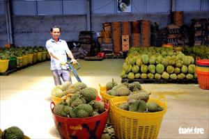 Nông dân nhờ huyện đòi lại mã vùng trồng sầu riêng