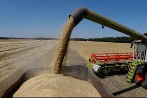 Xuất khẩu ngũ cốc của Ukraine gần trở lại mức trước xung đột