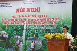 Tham gia chuỗi liên kết trồng dưa, người dân Tuyên Quang hưởng lợi