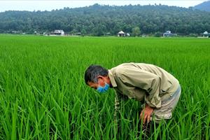 Nghệ An phấn đấu gieo trồng 91.000 ha lúa