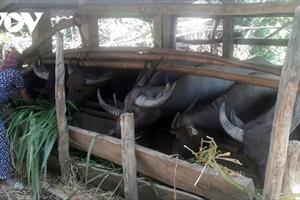 Giá giảm mạnh, nông dân nuôi trâu ở Quảng Ngãi lỗ nặng