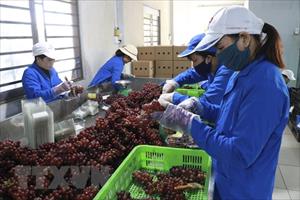 Ninh Thuận đăng ký sở hữu trí tuệ nâng tính cạnh tranh cho nông sản