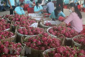 Nông dân trồng trái cây Việt Nam cần kiểm soát chặt chẽ chất lượng