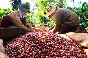 Xuất khẩu cà phê có thể đạt 4 tỷ USD