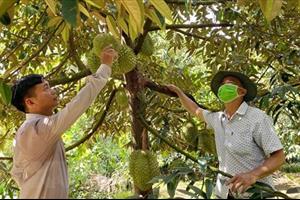 Bình Phước quản lý mã vùng trồng để tăng giá trị cây sầu riêng