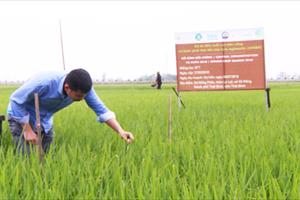 Trồng 1 triệu ha lúa theo quy chuẩn “xanh”, giảm phát thải khí nhà kính