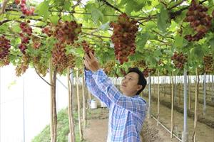 Ninh Thuận chính thức phát triển hai giống nho mới có nhiều ưu điểm