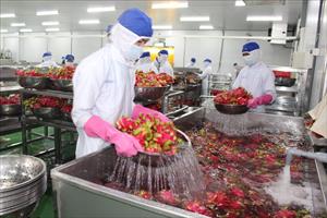 Nông sản Việt trước cơ hội mở cửa thị trường của Trung Quốc
